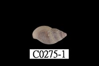 藏品(麥螺科)的圖片